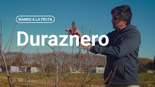 ¿Cómo podar un duraznero  INTA  Manos a la Fruta [upl. by Sherburn]