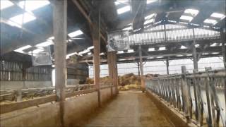 Ventilation stabulation vaches laitieres [upl. by Ahseenal564]