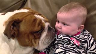 Teddy the English Bulldog gives baby kisses [upl. by Wyndham662]