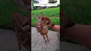 This man rescued a baby deer on the road and then animalshorts shortvideo [upl. by Nylirak801]