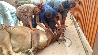 VLOG  DANGEROUS COW QURBANI 2021  BAKRA EID 2021  FULL QURBANI VIDEO  AHMAD ARIF [upl. by Ibob]