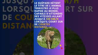 guépard vs faucon pèlerin  qui est le plus rapide  guépard vitesse faucon pèlerin vitesse viral [upl. by Ahsot]