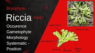 Riccia  Riccia Morphology  Riccia Gametophyte  Bryophyte structure  V S of Riccia [upl. by Ecnerewal]