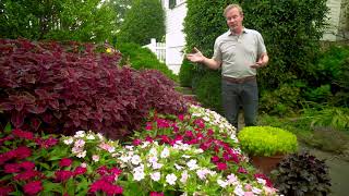 Introduction to SunPatiens [upl. by Fendig]