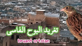 البوح الفاسي تغريد النهار bruant ortolan [upl. by Haret]