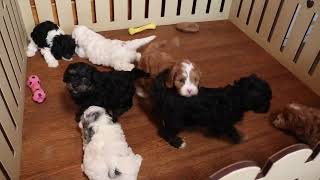 Cavapoo Puppies For Sale [upl. by Akehsar]