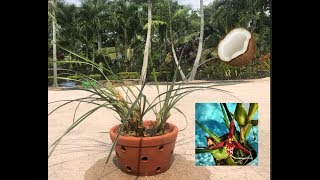 Repotting Maxillaria Tenuifolia in Clay Pot Coconut Orchid Slow Release Fertilizer [upl. by Savill]