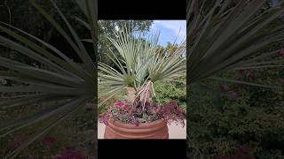 Brahea armata in Albuquerque Botanic Gardens Mexican blue palm palms garden palmtrees [upl. by Bertelli]