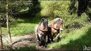 Débardage au cheval dans le Parc de Pinelong à SaintEtienne 42 [upl. by Belvia]