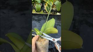 Growing Phalaenopsis orchids is easy and blooms quickly plants garden [upl. by Nahsad]