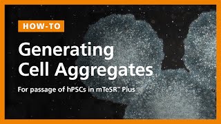 How to Generate Cell Aggregates and Passage Human Pluripotent Stem Cells hPSCs in mTeSR™ Plus [upl. by Pollak]