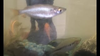 Glossolepis Multisquamatus Rainbowfish 2021 [upl. by Yelsiap]