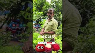 200 രൂപയുടെ നല്ലയിനം റംബുട്ടാൻ തൈകൾ rambutan [upl. by Ytsirhc]