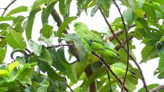 GreenRumped Parrotlet Forpus passerinus passerinus family French Guiana [upl. by Surtemed811]