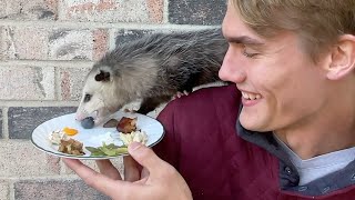 My Pet Opossum Bites Me [upl. by Cleavland593]