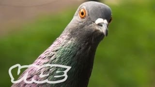 Chinas Millionaire Pigeon Racers Part 13 [upl. by Neehs]