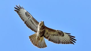 Herken de buizerd [upl. by Ellga]