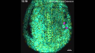 Convergence and extension in zebrafish [upl. by Wan483]