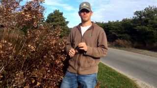 How to Prune Hydrangea Paniculata Shrubs [upl. by Naujal]