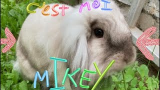 Une lapine nommée Mikey Clip officiel [upl. by Leonelle]