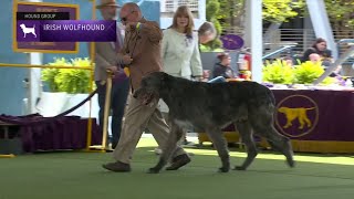 Irish Wolfhounds  Breed Judging 2023 [upl. by Adnerol]