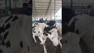 injection treatment cow dairy animalsbuffaloviral ytshorts [upl. by Novick]