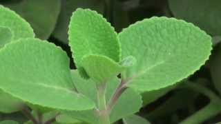 Cuban Oregano Plectranthus amboinicus [upl. by Ades326]