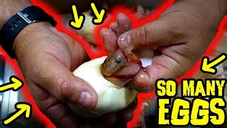 How many eggs in one video Eggs Eggs Eggs [upl. by Janis]