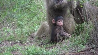 Baboonscute baby and Monkeysvervet attacks GPSmpg [upl. by Nnaytsirk]