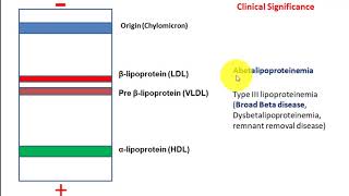 Lipoprotein Electrophoresis Abetalipoproteinemia and broad beta disease [upl. by Ahsenal99]