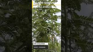 AGATHI SESBANIA GRANDIFLORA CULTIVATIONsesbaniagrandiflora  AGASTHI PLANTATION [upl. by Berthe]