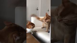 Orange Cattitude adjustments cats catlover catvideos tabbycat orangecat [upl. by Ecela148]