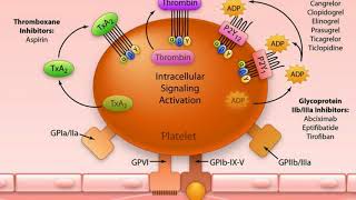 Antiplatelet vs Anticoagulant [upl. by Elicec696]