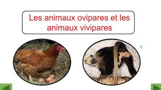 La reproduction chez les animaux  Ovipares et vivipares [upl. by Teodoro810]