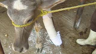 Plaster of Paris for treatment of metacarpal fracture of a Buffalo calf 🐃🐃 شکستگی 🐃🐃 ふくらはぎの脚の骨折 🐃🐃 [upl. by Elly547]