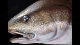 42quot Redfish by Marine Creations Taxidermy [upl. by Sheppard]