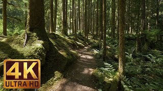 4K Virtual Forest Walk along Middle Fork Trail at Snoqualmie region Part 1 3 HR Relax Music [upl. by Glarum]