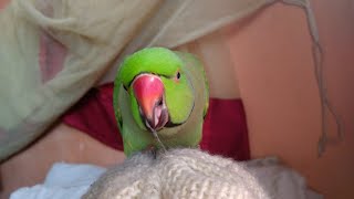 Cute Indian Ringneck parrot sweet voice [upl. by Barhos280]