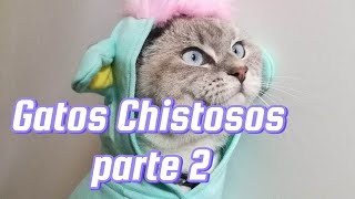 😹 Videos de gatitos chistosos Videos De Animales Graciosos parte 2🤣😂 [upl. by Jegar]