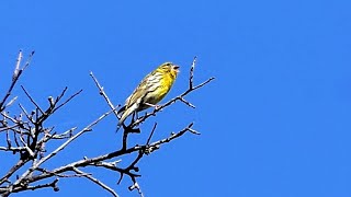 Singing European Serin [upl. by Nedearb]