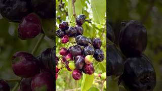 เคยกินไหม ลูกหว้า Black plum Jambolan [upl. by Rudelson]