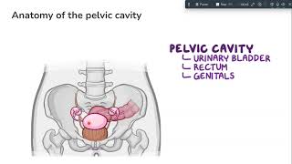 Bony pelvis amp its types [upl. by Madaras]