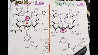 StructureandFunction of Haemoglobin amp Myoglobin [upl. by Tucker991]