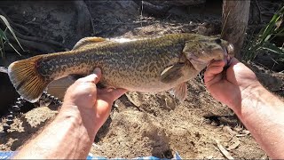 Fishing for Murray cod best bait chicken or cheese [upl. by Adnarrim]