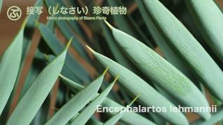 接写な。Encephalartos lehmannii（エンセファラルトス・レーマニー） [upl. by Attenej]