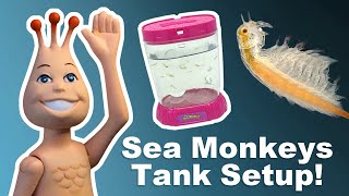 Sea Monkey Tank Setup  Helpful Tips [upl. by Larissa101]