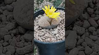 Lithops schwantesii two years old blooming now lithops flowers livingstone [upl. by Sterner]