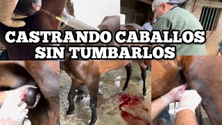 CASTRANDO CABALLOS SIN TUMBARLOS [upl. by Earehs955]