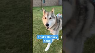 Oakley’s got that juice dog dogs doglover pets funny funnyvideo shorts trending husky bff [upl. by Estus]