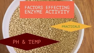 Practicals on Factors Effecting Enzyme Activity [upl. by Nolie]